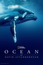 David Attenborough ile Okyanuslar